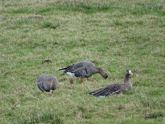 是传球给队 是传球给队